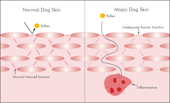 Dog Skin